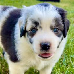 Boba - Blue merle female Miniature Australian Shepherd puppy in Clarksville, Tennessee from Southern Oak Pups