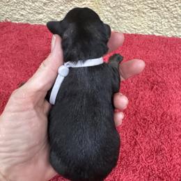 Sadie - Salt and pepper female Miniature Schnauzer puppy in Comanche, Texas from Circle R Sidney