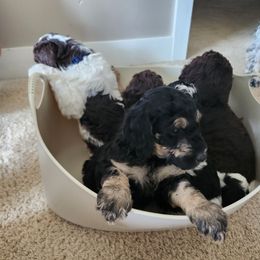 Bernedoodle Puppies from Andrew's Bernedoodles