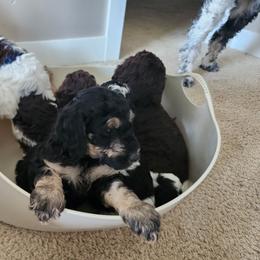 Bernedoodle Puppies from Andrew's Bernedoodles