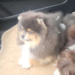 Groot - Pomeranian