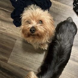 Companion Crosses and Yorkshire Terriers from Lashay's Pups