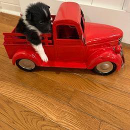 TBD - Black and white male Shetland Sheepdog puppy in Tuscumbia, Alabama from Agee's World of Shelties