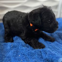 Boy 3 - Black male Miniature Schnauzer puppy in Decatur, Texas from Virgil Farms
