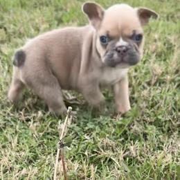 French Bulldog Puppies from Teak’s Texas Frenchie’s