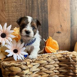 Gizmo - Parti male Yorkshire Terrier puppy in Howe, Oklahoma from Ray Holder