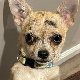 Mona - Chihuahua