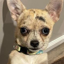Mona - Chihuahua