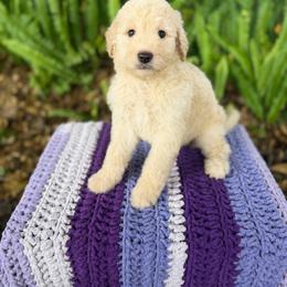 Waffles - Cream female Goldendoodle puppy in Atlantic Beach, Florida from Glamorous Golden Doodles