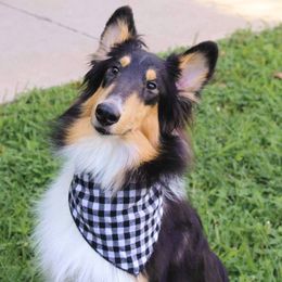 Maggie - Collie