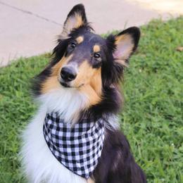 Maggie - Collie