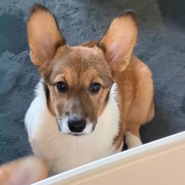 Green Collar - Sable female Pembroke Welsh Corgi puppy in Nevada, Iowa from Rogers AKC Corgis of Iowa.