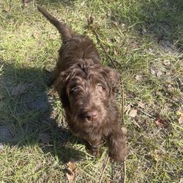 Labradoodle Puppies from CC Labradoodles
