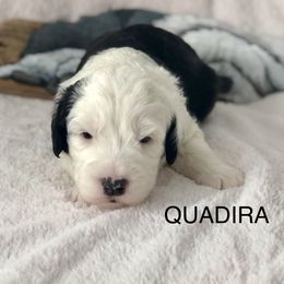 QUADIRA - Blue gray and white female Old English Sheepdog puppy in Baltimore, Maryland from Misty Blue’s Old English Sheepdogs