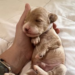 Cockapoo, Goldendoodle, and Poodle Puppies from Clad Doodles