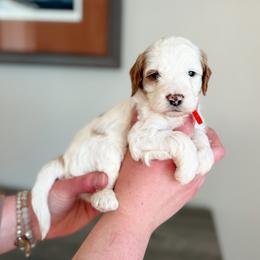 Onyx - Parti male Goldendoodle puppy in Billings, Montana from Montana Raised Doodles