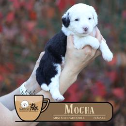 Mocha - Black and white female Sheepadoodle puppy in Cleveland, Tennessee from Narrow Path Old English & Sheepadoodles