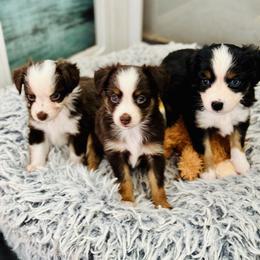 Toy Australian Shepherd puppies from Faith River Aussies