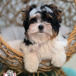 Biewer Terrier and Yorkshire Terrier Puppies from Corazon de gigante