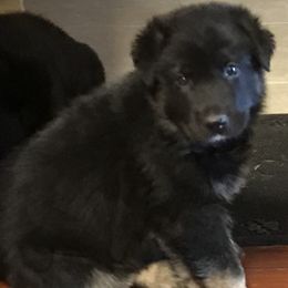 German Shepherd Puppies from Sandy’s Shepherds