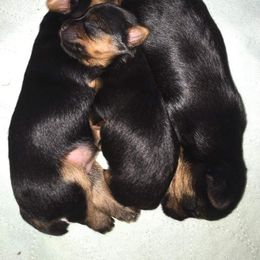 Yorkshire Terrier Puppies from Liz’s Yorkshire Terriers