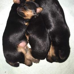 Yorkshire Terrier Puppies from Liz’s Yorkshire Terriers