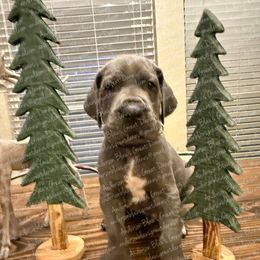 Thunder - Blue male Great Dane puppy in Granbury, Texas from Anderson Blau’s Great Danes & French Bulldogs