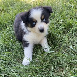 Girl 7 - female Australian Shepherd puppy in Tekonsha, Michigan from Cottage Farm Aussies