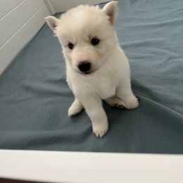 Siberian Husky Puppies from OAZS Pups