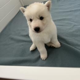 Siberian Husky Puppies from OAZS Pups