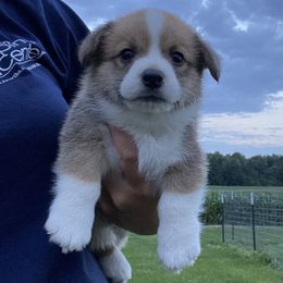 Pembroke Welsh Corgi Puppies from Prospect Corgis