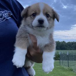 Pembroke Welsh Corgi Puppies from Prospect Corgis
