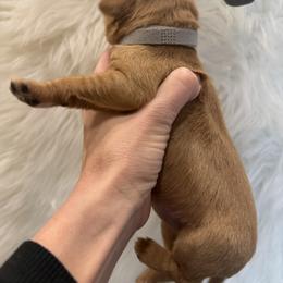 Gray collar - Dark golden female Golden Retriever puppy in Turtlepoint, Pennsylvania from Allegheny River Retrievers