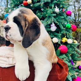 Purple Collar - Mahogany and white female Saint Bernard puppy in Double Springs, Alabama from St Bernard Kingdom, LLC