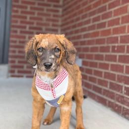 Patsy - Unfurnished Coat - female Australian Mountain Doodle puppy in Pittsburgh, Pennsylvania from WestPenn Doodles LLC