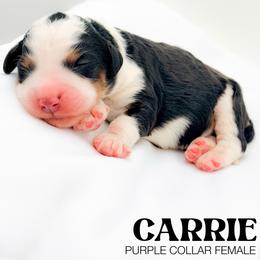 Carrie - Tri-color female Bernedoodle puppy in Tipton, Indiana from Country Creek Doodles