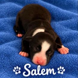 Salem - Black & white male Miniature Australian Shepherd puppy in Bronson, Iowa from Crazy Acres Aussies