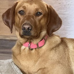 Ivy - Labrador Retriever