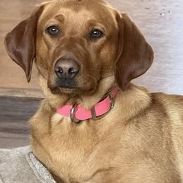 Ivy - Labrador Retriever
