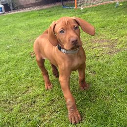 Henry - Golden rust male Vizsla puppy in Queen Creek, Arizona from Summit Vizslas