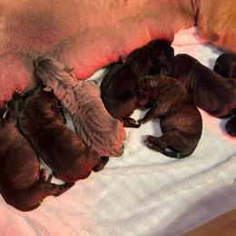 Girl 1 - Chestnut brindle female Cane Corso puppy in Porter, Oklahoma from Richline Kennel