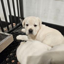 Red - Yellow male Labrador Retriever puppy in Lititz, Pennsylvania from R&M Labrador Retriever Puppies