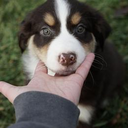 Django - Red tri-color male Australian Shepherd puppy in Holmesville, Ohio from Coffee Run Spring at Miller Farms