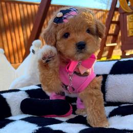Daisy - Apricot female Maltipoo puppy in Sugar Land, Texas from Celebrity Maltipoos