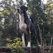 Rebel  - Mountain Cur