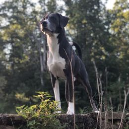 Rebel  - Mountain Cur