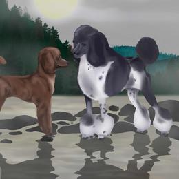 Poodles from Courey Spire