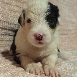 Pink - Gray and white female Old English Sheepdog puppy in Iowa from Midwest Puppy Paws