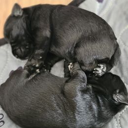 Australian Cattle Dog and Miniature Schnauzer Puppies from B & E Farms