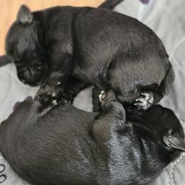 Australian Cattle Dog and Miniature Schnauzer Puppies from B & E Farms